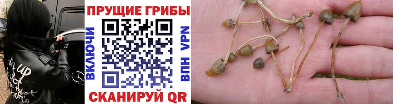 Псилоцибиновые грибы GOLDEN TEACHER  Советский 